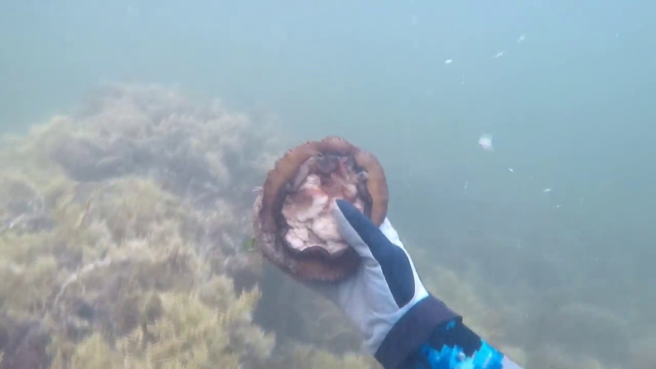 Diving For Abalone YouTube