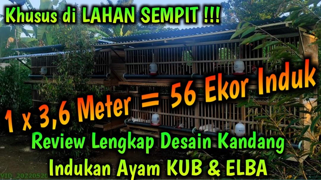 Review Lengkap Desain Kandang Indukan Ayam KUB & ELBA Khusus di LAHAN SEMPIT 1 x 3,6 Meter