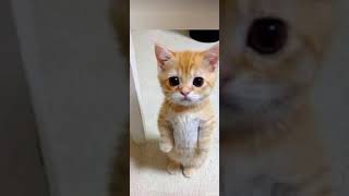 Yatıcaz kalkıcaz #cavidan