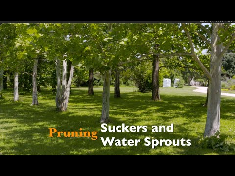 Pruning Suckers and Water Sprouts