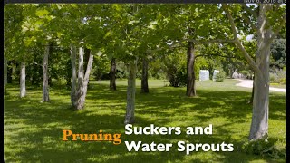 Pruning Suckers and Water Sprouts
