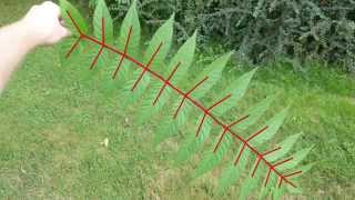 Identify My Trees: Hudson Valley