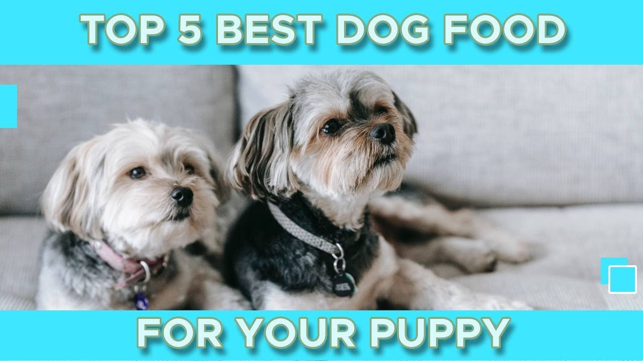 TOP 5 BEST DOG FOOD FOR PUPPIES | Expert Recommendations