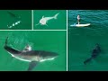 Best great white shark drone footage of 2023 narrated 4k