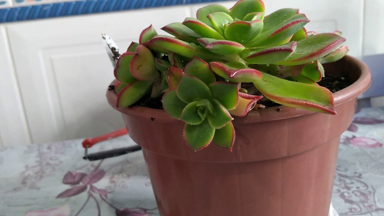Aeonium kiwi, (cuidados e dicas ) .