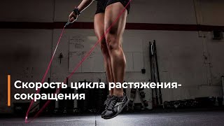 картинка: Прыжковая плиометрика: скорость цикла растяжения-сокращения