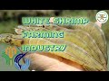 White Shrimp farming in the Philippines | potential income in Shrimp farming industry Philippines