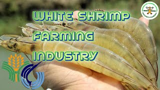Management of intensive Vannamei shrimp ponds | White Shrimp farming in the Philippines
