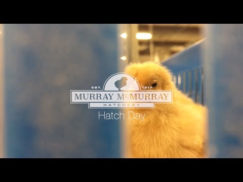 Murray McMurray Hatchery - Egg Brush