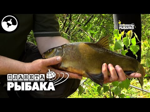 Линь, плотва, щука и раки. Рыбалка в Эстонии | Планета рыбака