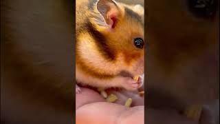Sometimes, a tiny snack and a warm hand are all you need. 🐹✨ Just look at those cheeks!