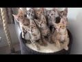 The original hypnotized funny kittens brilliant