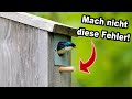 Nistkasten-Fehler: Warum viele Vögel im Nistkasten nicht überleben!
