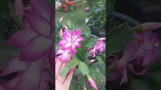 #schorts flor de maio deslumbrante