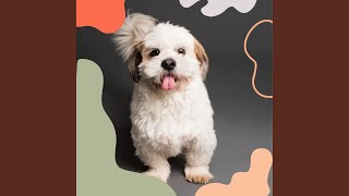Fiery Ambiance for Resting Pets
