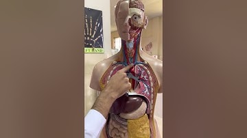 Anatomy | Thorax (Model) | MD