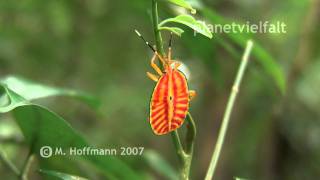 Riesenschildwanze am Mt. Cyclop, giant shield bug