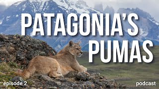 How Patagonia's Pumas Are Transforming Wildlife Conservation