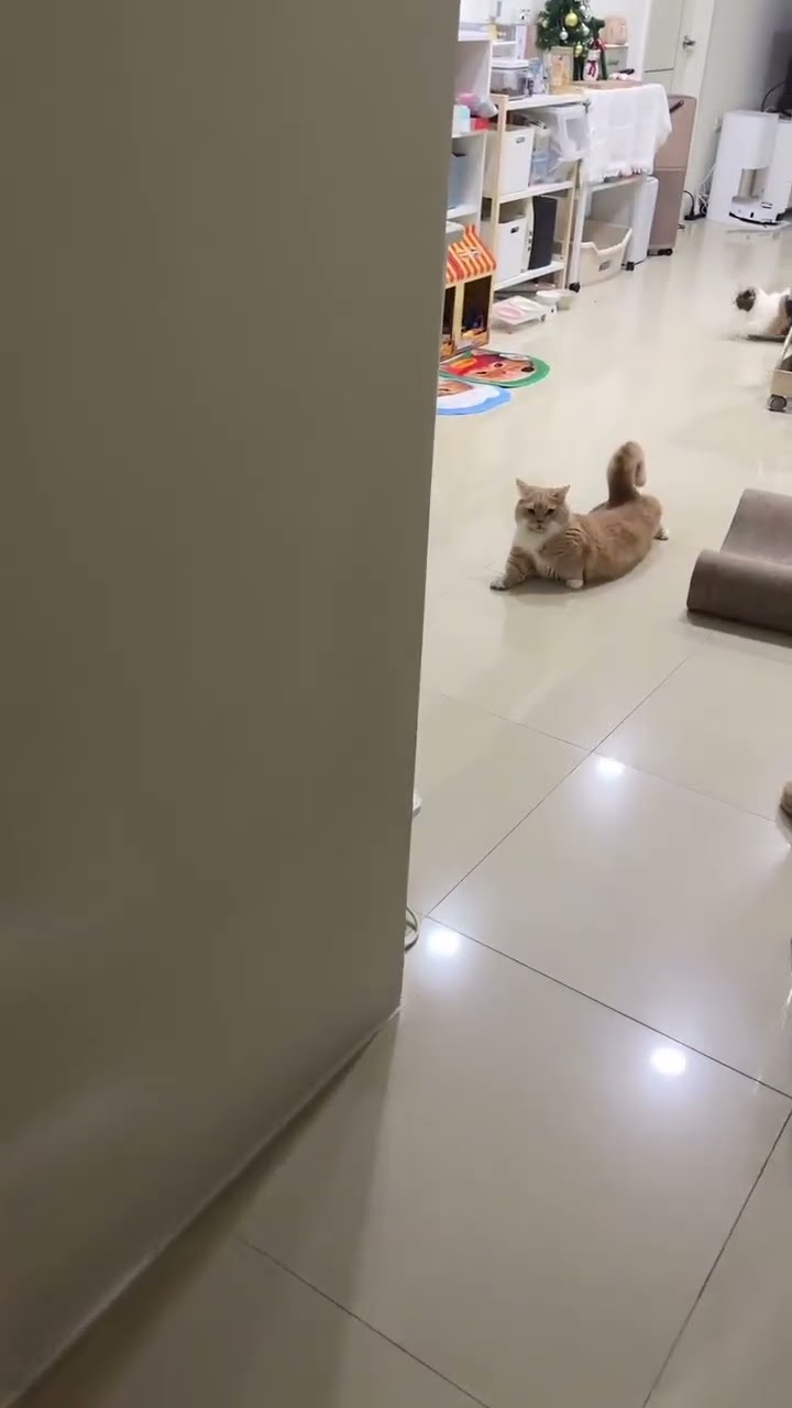 Funny  kitten ? ? ? ?