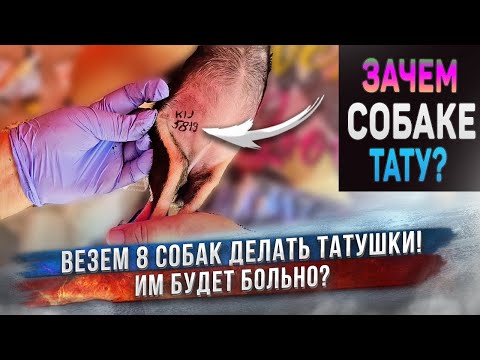 Зачем собакам клеймо?  8 собак чихуахуа получат тату на живот! Это больно? Строительство питомника.