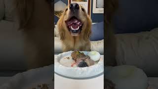 Golden Retriever immerses himself in eating thickcut beef tongue#eat broadcast #eatinsounds #shorts