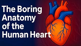 Boring Anatomy Of The Heart For Sleep | Gentle Storytelling & Ambient Sounds (2 HOURS) screenshot 3