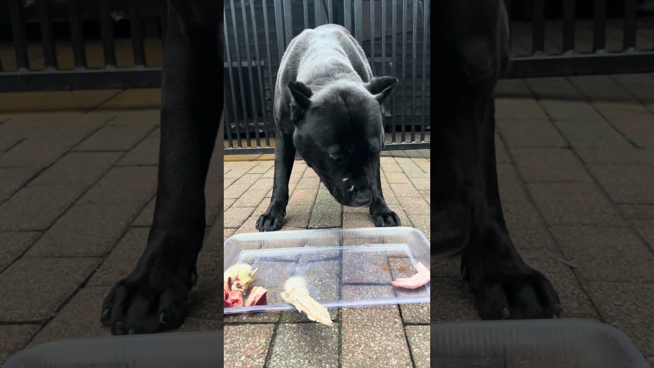 Panther returns from the wild and eats her food in less than 40 seconds 😱