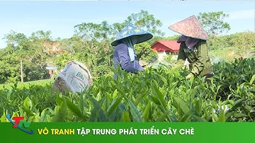 Vô Tranh tập trung phát triển cây chè