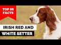 99% of Irish Red and White Setter Owners Don&#39;t Know This