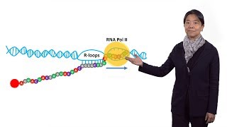 Vivian Cheung (U. Michigan / HHMI) 3: Mechanisms that underlie RNA editing and RNA-DNA differences