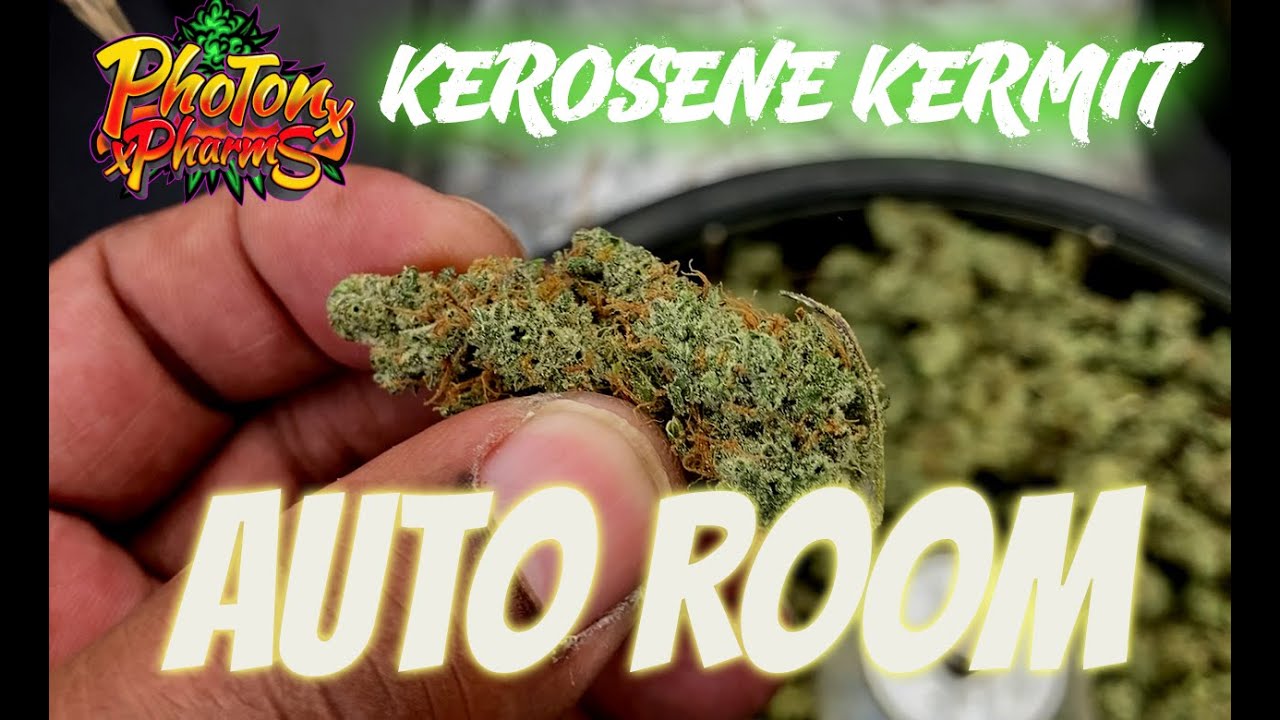 Autoroom S3 Ep2 Kerosene Kermit Photon Pharms harvest | Grow organic weed in a autopot and earthbox