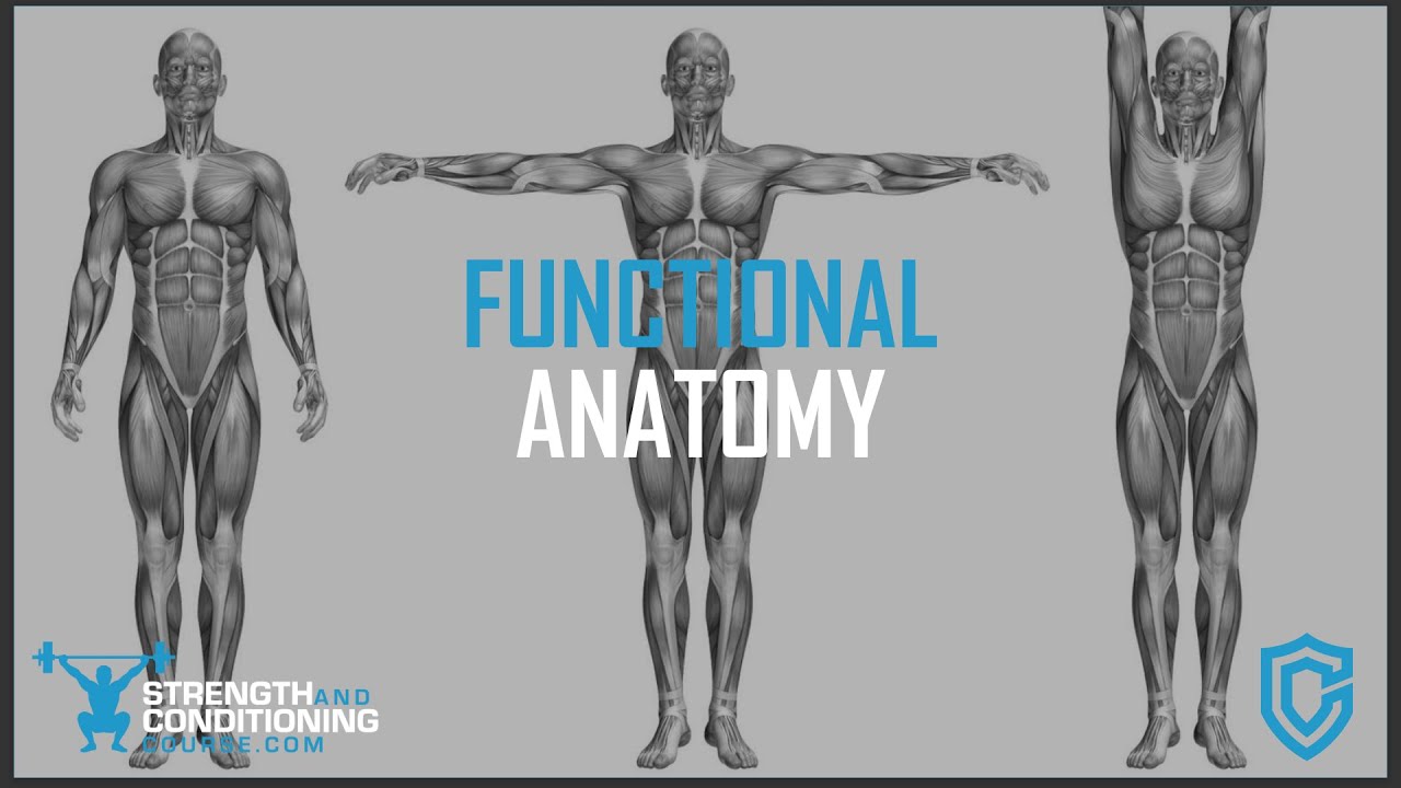 Normal Function Body Image HUMAN BODY SYSTEM | FUNCTIONAL ANATOMY - YouTube