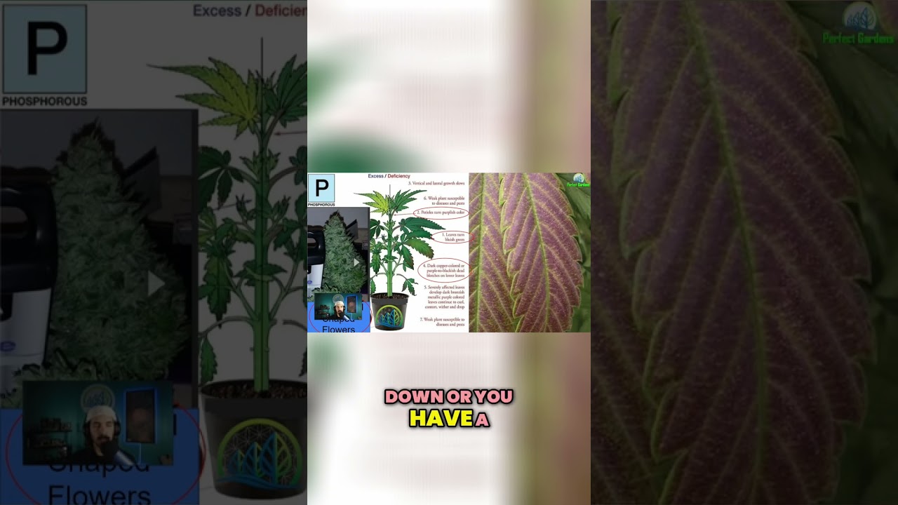 This Causes Leaves to Turn Purple!