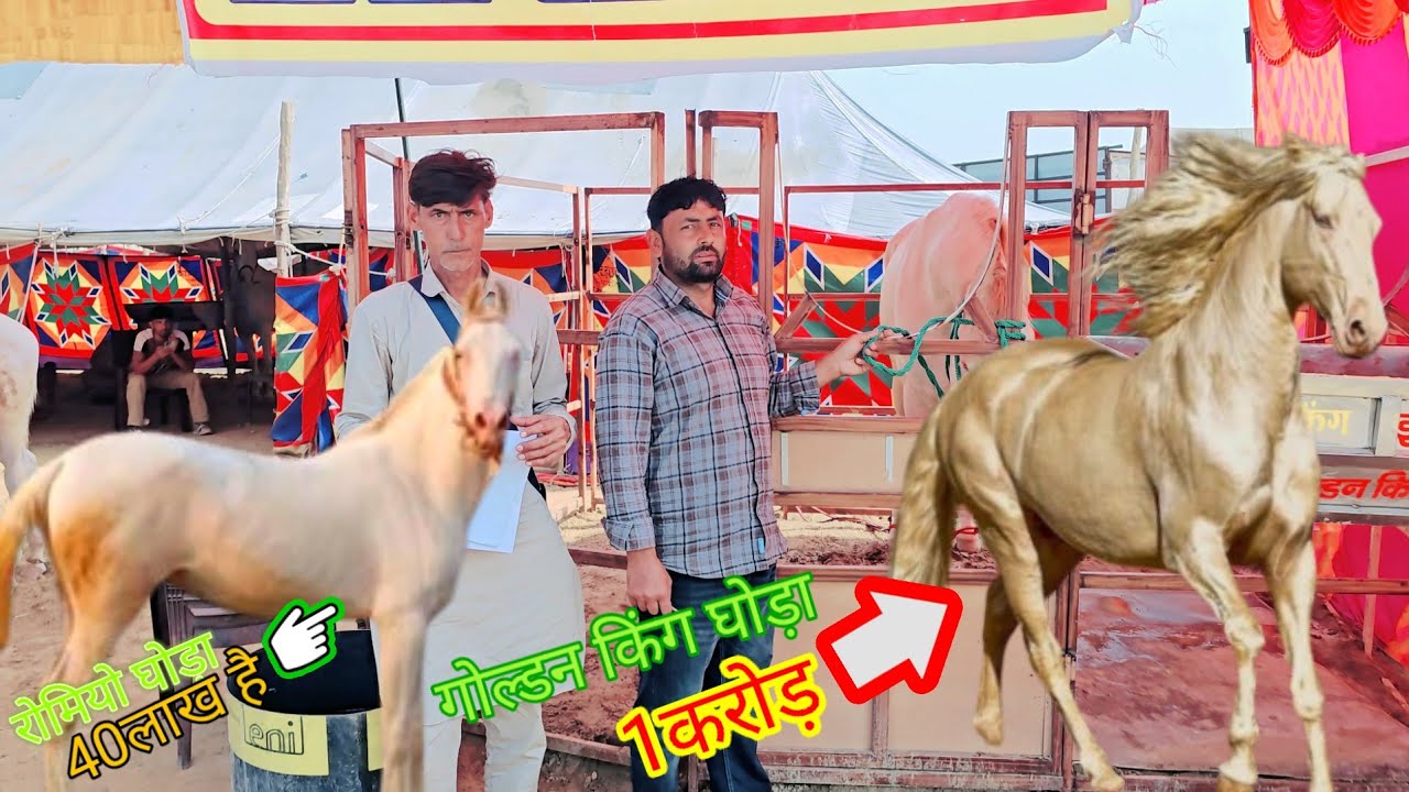 हनुमानगढ़ मेले मे गोल्डन किंग घोड़ा और रोमियो घोड़ा पहुंचे #हॉर्स #घोड़ा #reel #vairal #vairalpost 