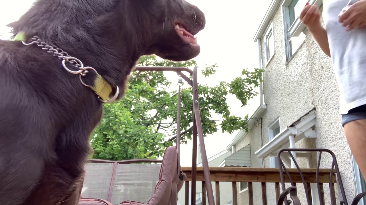 Service Dog Learning To Pick Up Objects