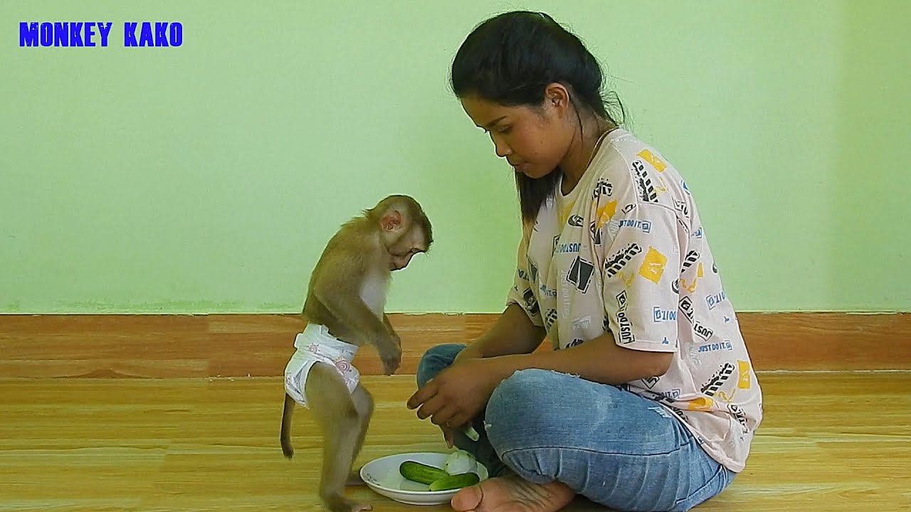Awesome Monkey | Smart Monkey Kako Eating Cucumber​ And Orange Fruit | Amazing Animals