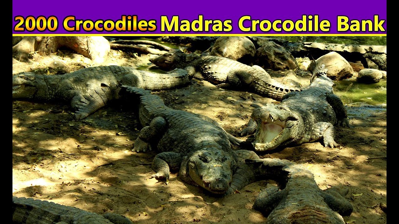 madras crocodile bank address Madras Crocodile Bank