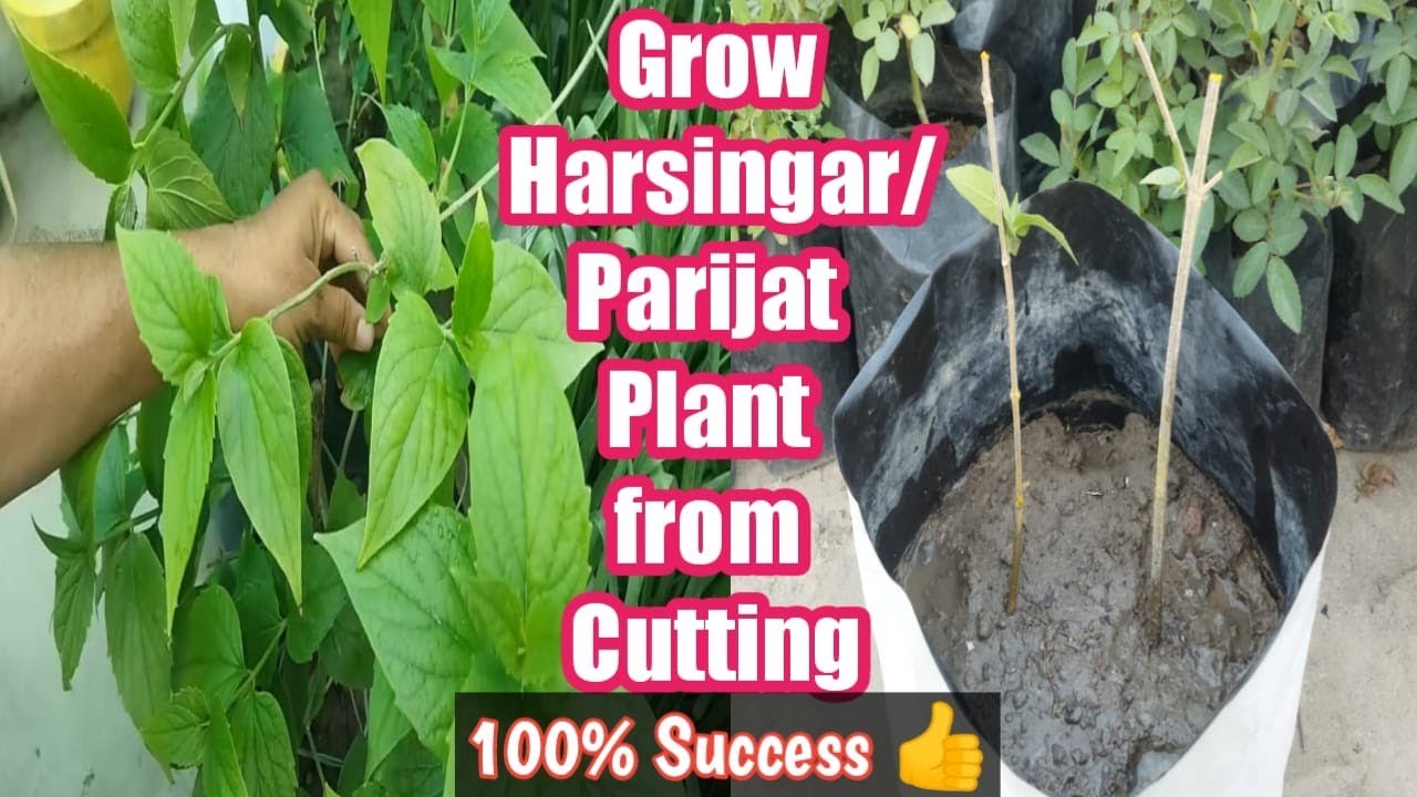 हरसिंगार के पौधे को कटिंग से कैसे लगाएं How to grow Harsingar