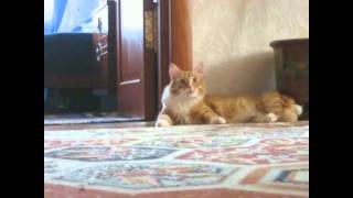 The Creep Cat