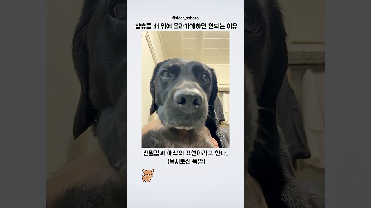 리트리버를 배 위에 올라가게 하면 안되는 이유 썸네일