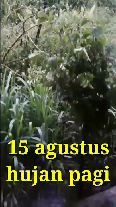 Hujan pagi di kampung baru  #nature #jalanyangjauhjanganlupapulang #birds