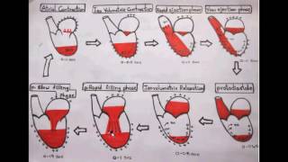 CARDIAC CYCLE PART 2