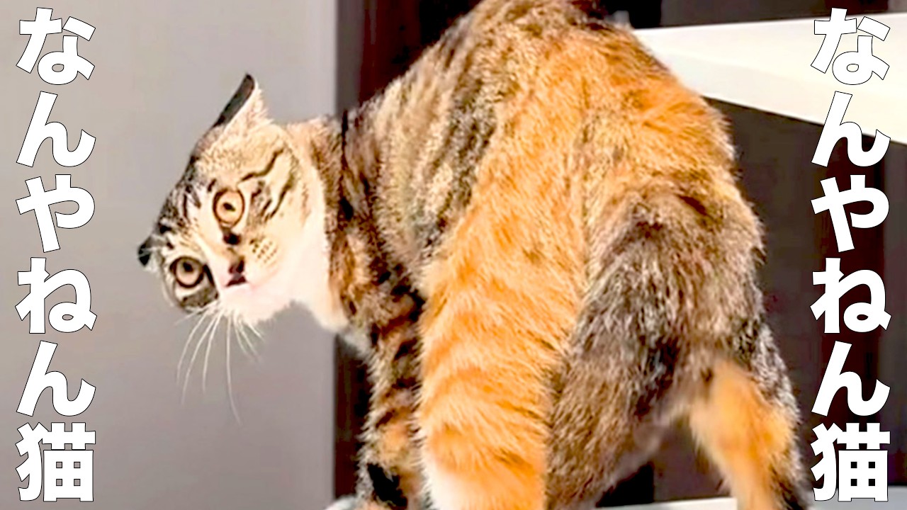 What's that cat? [dubbing] - YouTube