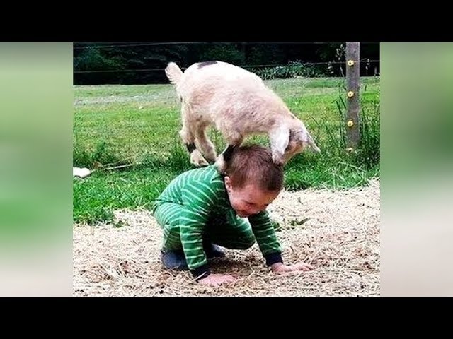 You havent watched funnier: ANIMALS & KIDS - Only the best REACTIONS and FAILS!