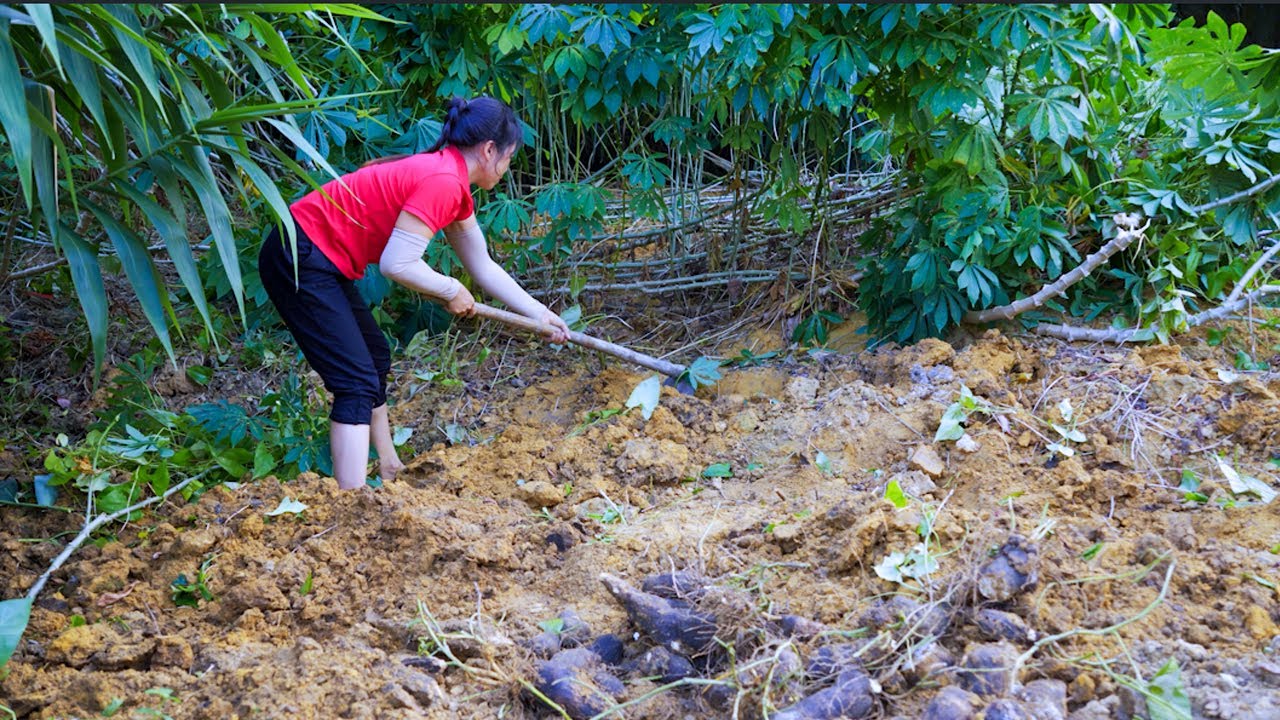 Harvesting Yam tubers Goes To Market Sell | Cooking And Gardening | Ánh Vy Harvesting