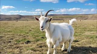 Goat Noise | Animal Sounds screenshot 4