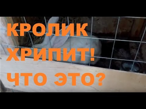 КРОЛИК ХРИПИТ, ХРЮКАЕТ! ЭТО РИНИТ? ЧЕМ ЛЕЧИТЬ?