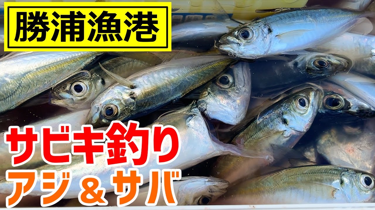 勝浦漁港 アジ釣り 深夜のサビキ釣りでアジ サバ 大興奮 Youtube