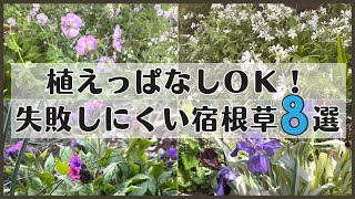 《植えっぱなしＯＫ！オシャレで強い宿根草８選》夏越し可！ジメ庭でも失敗しにくい春～初夏咲きの品種厳選／お庭をセンスアップする品種／こぼれ種で増える宿根草