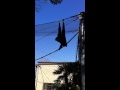 Noise from the monkey